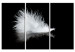 Canvas A small feather 58515