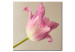 Canvas Art Print Tulip flower 58615