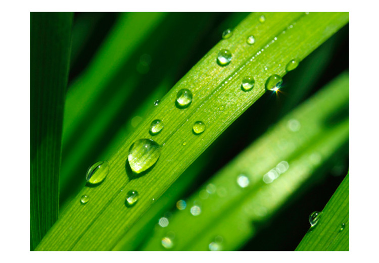 Photo Wallpaper Dewdrops on leaves 59915 additionalImage 1