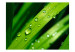 Photo Wallpaper Dewdrops on leaves 59915 additionalThumb 1