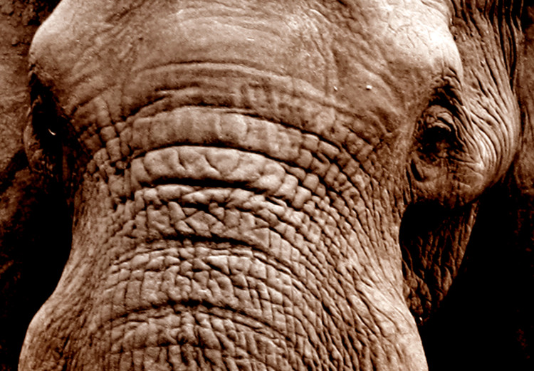 Canvas Elephant Trek (5-piece) - Sunset on the African Savanna 98615 additionalImage 5