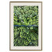 Poster Path through the forest - green landscape of forest trees from a bird's eye view 116425 additionalThumb 19