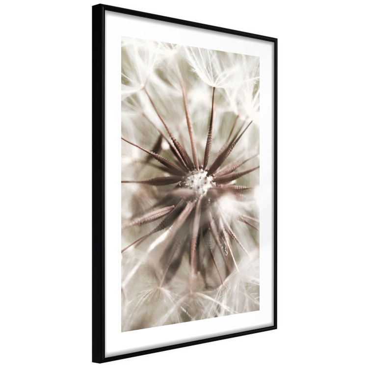 Poster Close to Nature - summer composition with a delicate dandelion flower 135825 additionalImage 9