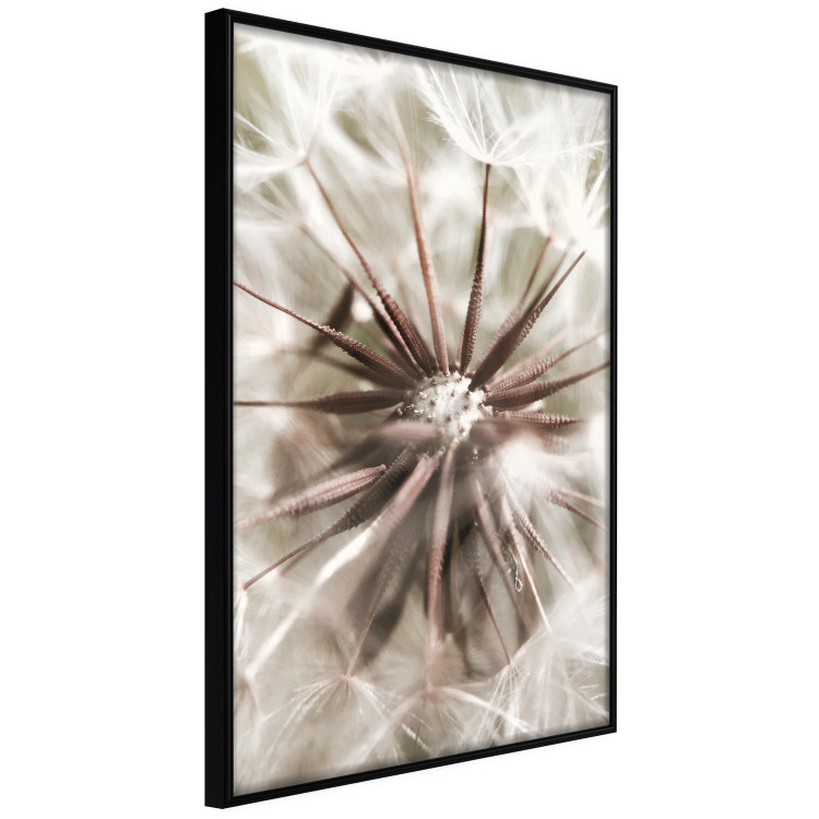 Poster Close to Nature - summer composition with a delicate dandelion flower 135825 additionalImage 5