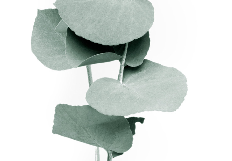 Canvas Eucalyptus Twigs - Minimalist Plant Leaves on a White Background 146125 additionalImage 5