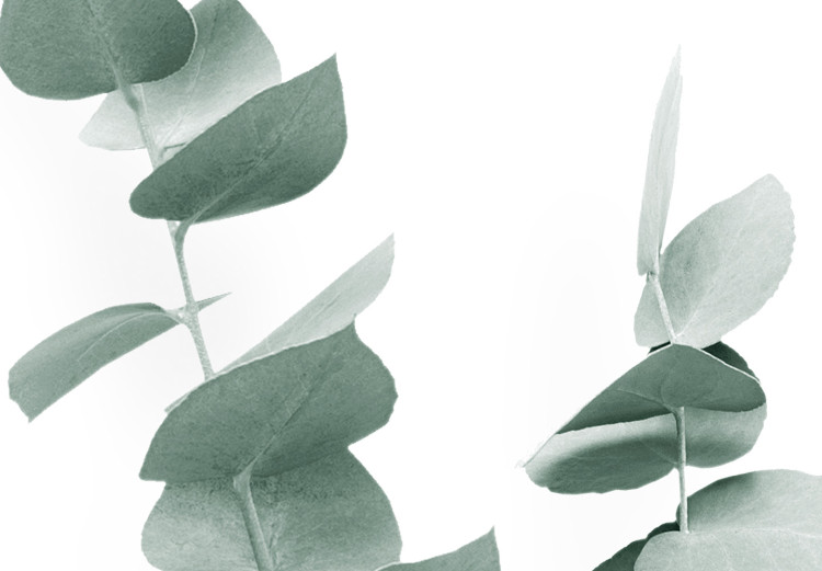 Canvas Eucalyptus Twigs - Minimalist Plant Leaves on a White Background 146125 additionalImage 4
