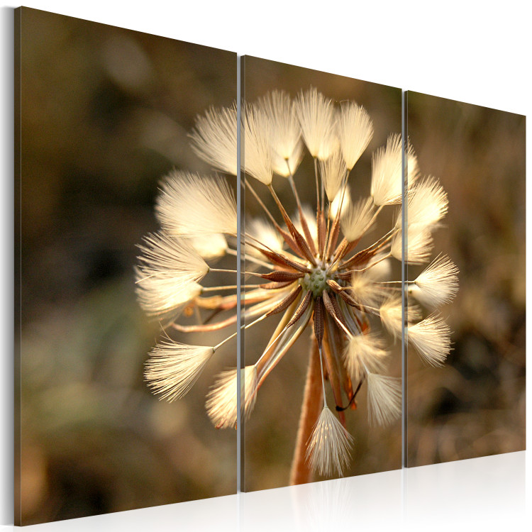 Canvas Print Study of a dandelion 58625 additionalImage 2