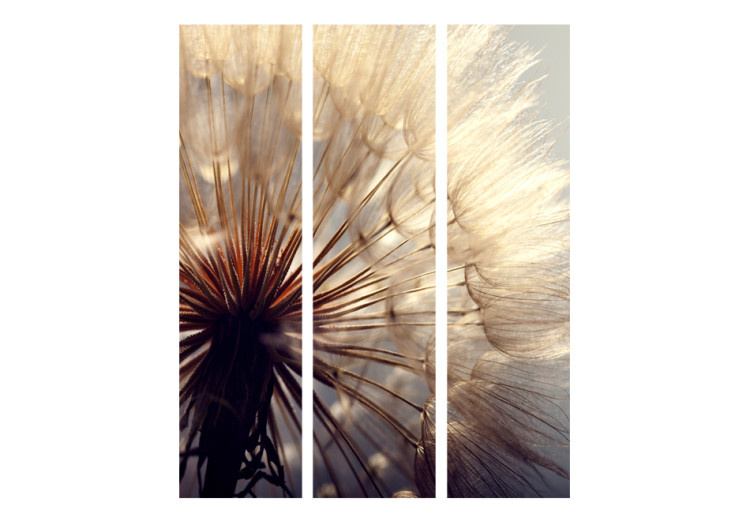 Room Divider Dandelion Kiss - romantic white flower in the glow of summer sun 95425 additionalImage 3