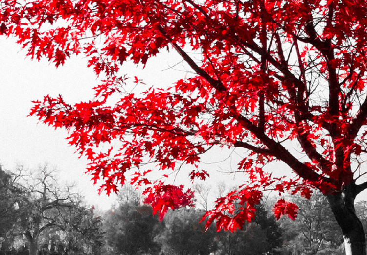 Canvas Print Autumn Tone (1-part) - Gray Photo of Red Tree 117135 additionalImage 5