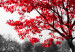 Canvas Print Autumn Tone (1-part) - Gray Photo of Red Tree 117135 additionalThumb 5