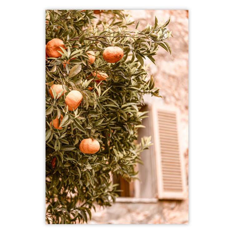 Wall Poster Urban Greenery - Citrus Tree Against the Background of an Old Building 145235
