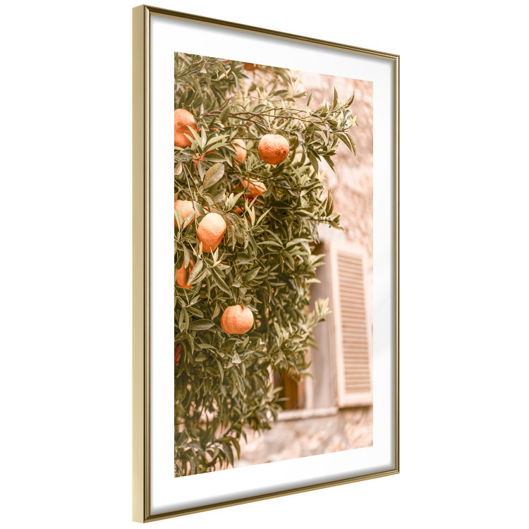 Wall Poster Urban Greenery - Citrus Tree Against the Background of an Old Building 145235 additionalImage 8