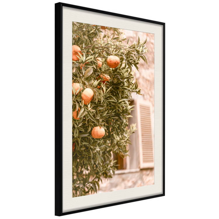 Wall Poster Urban Greenery - Citrus Tree Against the Background of an Old Building 145235 additionalImage 9