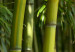 Canvas Green bamboo  58835 additionalThumb 4