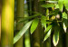 Canvas Green bamboo  58835 additionalThumb 5