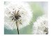 Wall Mural Two dandelions 60335 additionalThumb 1