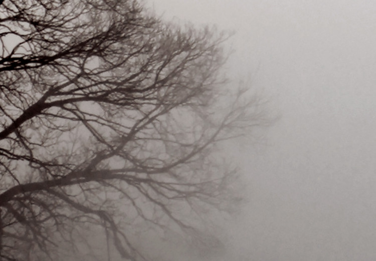 Wall Poster Power Dormant in a Tree - landscape of a leafless tree in thick fog 130245 additionalImage 11