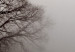 Wall Poster Power Dormant in a Tree - landscape of a leafless tree in thick fog 130245 additionalThumb 11