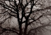 Wall Poster Power Dormant in a Tree - landscape of a leafless tree in thick fog 130245 additionalThumb 10