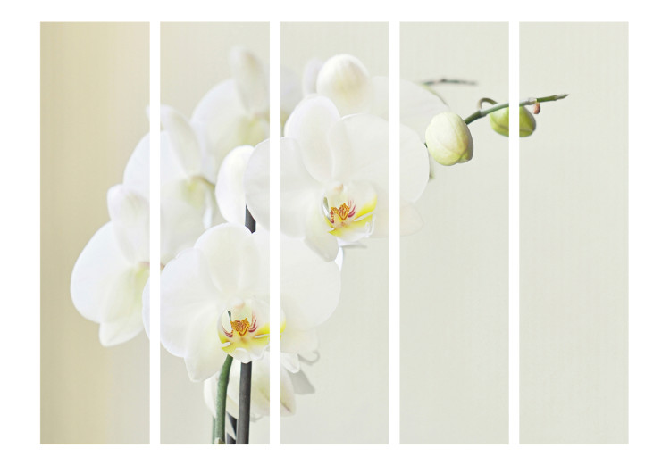 Room Divider White Orchid II - white orchid flower on a gradient light background 134045 additionalImage 3