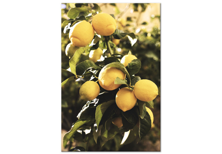 Canvas Art Print Lemon tree - Photo of twigs of trees with ripe fruits 135845
