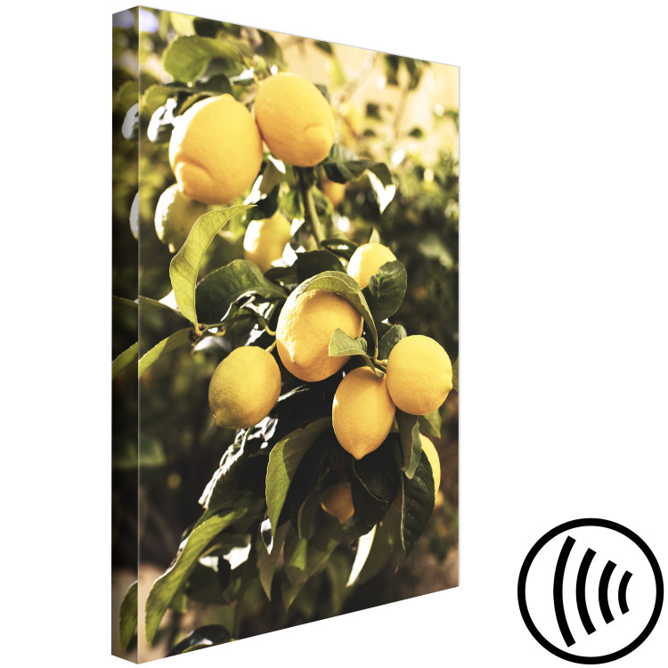 Canvas Art Print Lemon tree - Photo of twigs of trees with ripe fruits 135845 additionalImage 6