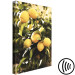 Canvas Art Print Lemon tree - Photo of twigs of trees with ripe fruits 135845 additionalThumb 6