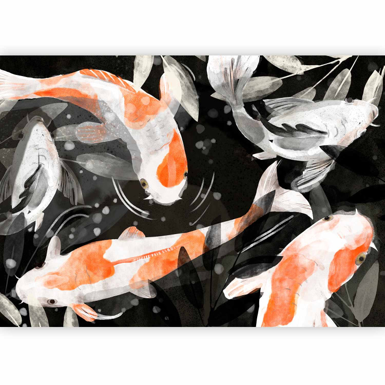 Wall Mural Asian animals - Japanese Koi fish in water on black background 138245 additionalImage 1