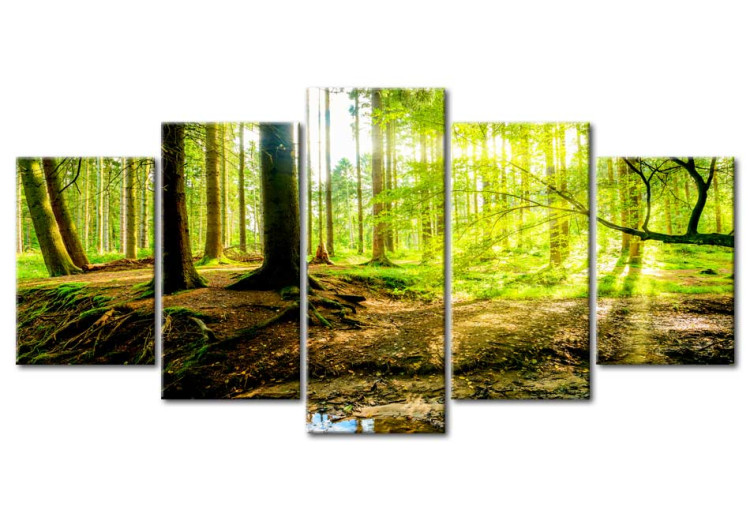 Canvas Poetry of the Forest (5-piece) - Sunlight Peeking Through Tree Canopies 93945