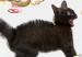 Poster Cat quarrel - animals and comic elements on a background with ornaments 114355 additionalThumb 9