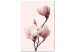Canvas Art Print Breath of Spring (1-part) - Pink Magnolia Flower in Nature's Shade 117155