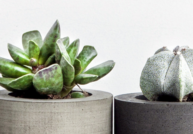 Canvas Scandinavian details - succulents on the shelf and a ''hello'' sign 117455 additionalImage 4
