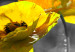 Canvas Print Yellow Poppies (5 Parts) Wide 123055 additionalThumb 5