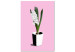 Canvas Print White hyacinth in black and white pot - composition on pink background 127255