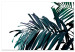 Canvas Art Print Palm branch branch - dark blue-green palm leaves on a white background 149655