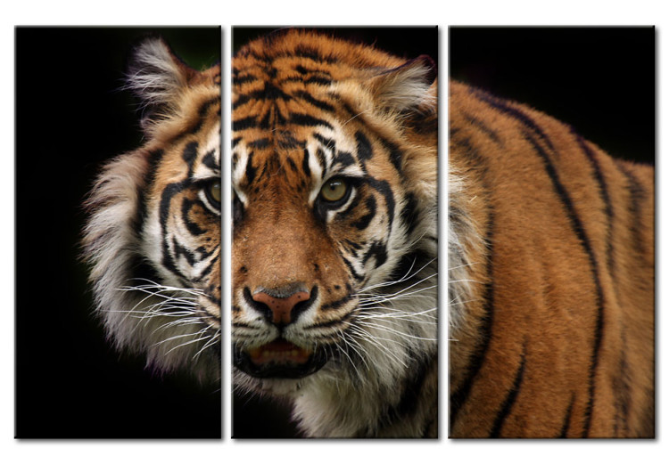 Canvas A wild tiger 58755