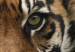 Canvas A wild tiger 58755 additionalThumb 5