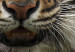 Canvas A wild tiger 58755 additionalThumb 4