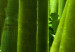 Canvas Print The bamboos 58855 additionalThumb 5