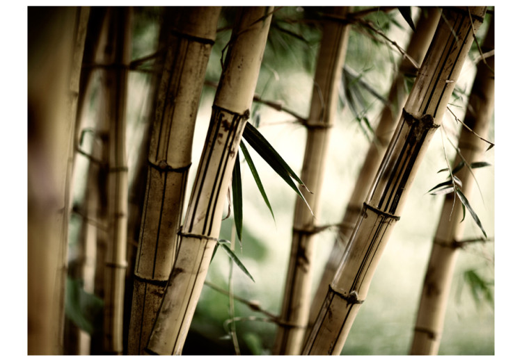 Wall Mural Fog and bamboo forest 61455 additionalImage 1