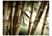 Wall Mural Fog and bamboo forest 61455 additionalThumb 1