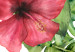 Canvas Red Hibiscus (3 Parts) 108565 additionalThumb 5