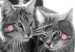Poster Fluffy Love - gray cats and English text on a white background 125265 additionalThumb 7