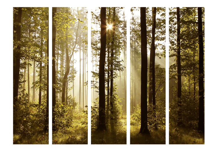 Room Divider Forest: Morning Sun II (5-piece) - forest landscape among tree canopies 132765 additionalImage 3