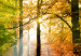 Canvas Forest Landscapes (4-piece) - trees in warm sunlight 145365 additionalThumb 5