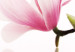 Canvas Print Magnolias: pink flowers 50065 additionalThumb 5
