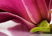 Canvas Print Magnolias: pink flowers 50065 additionalThumb 4