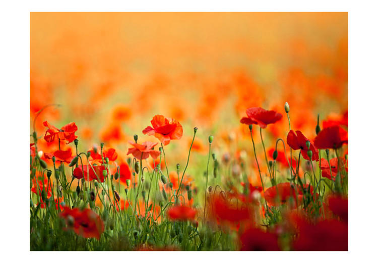 Wall Mural Poppies on a Sunny Summer Day - Red Flowers in a Meadow and Blurred Background 60365 additionalImage 1