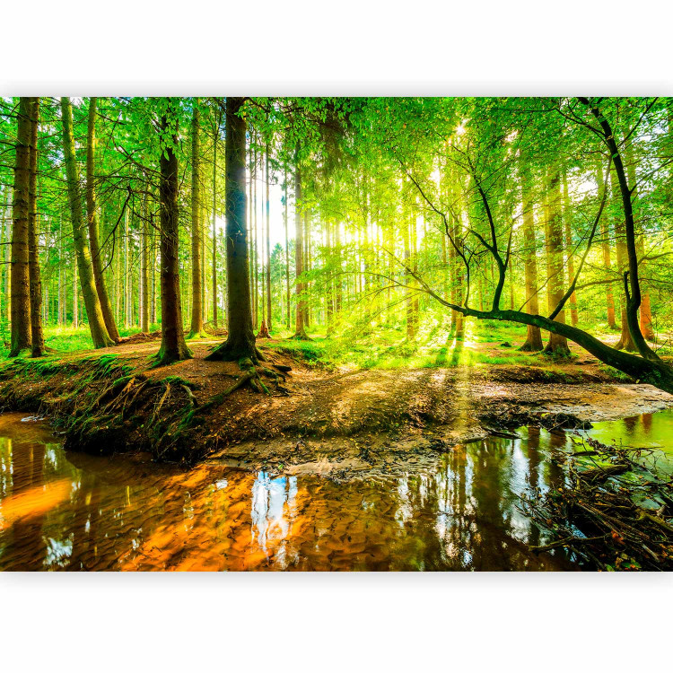 Photo Wallpaper Forest Stream 97365 additionalImage 1