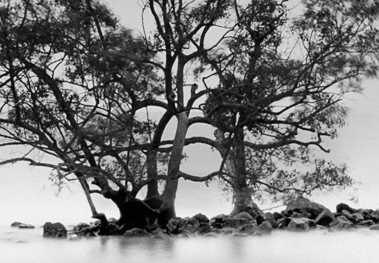 Poster Tree on an island - black and white landscape of a tranquil lake surface 114875 additionalImage 11